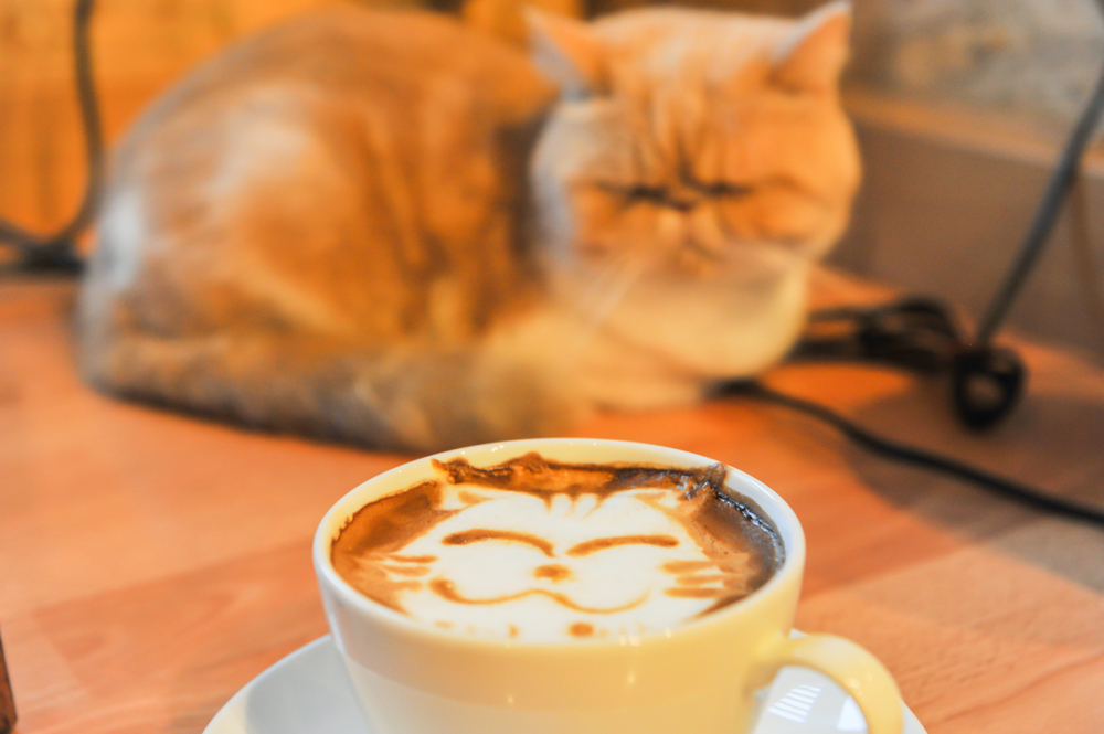 神奈川でおすすめしたい猫カフェ5選 ひとときの癒しを横浜で エスプロマガジン