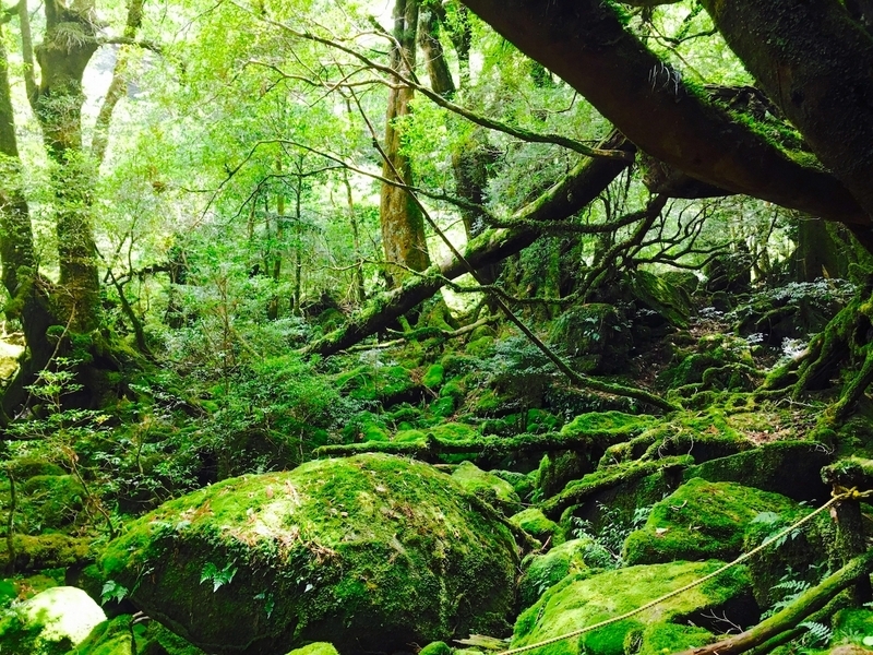 【離島の旅行記】世界自然遺産 屋久島の観光・フェリー・天気など解説